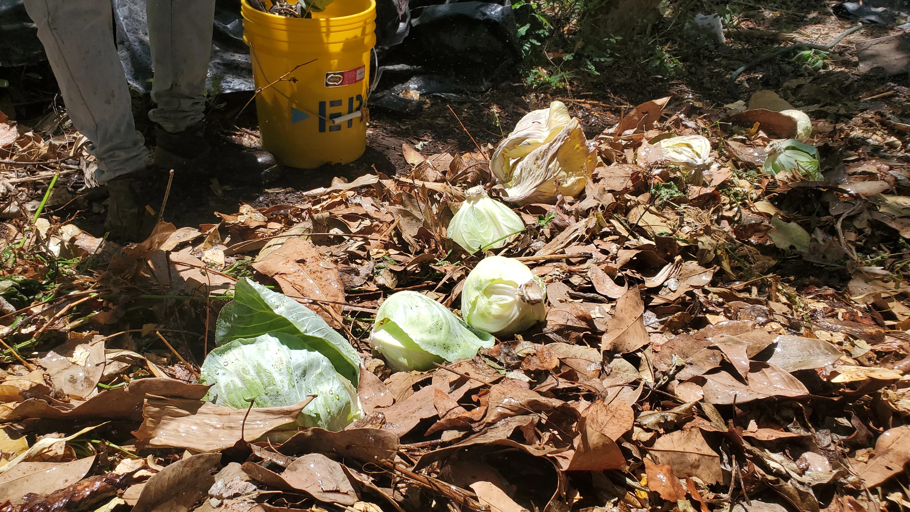No estamos logrando distribuir el producto... Pero quizás haya una solución