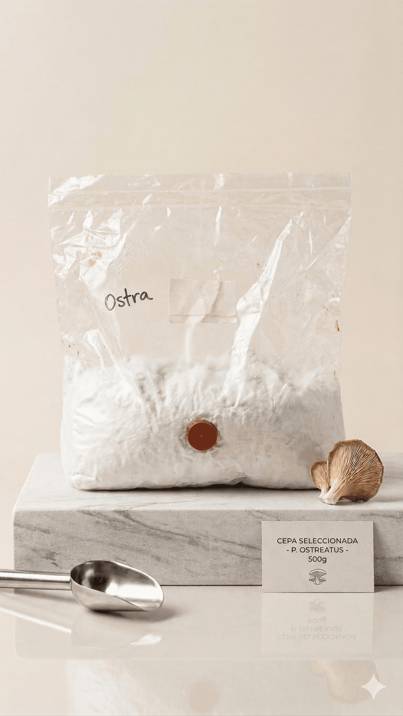 Micelio de Pleurotus Ostreatus