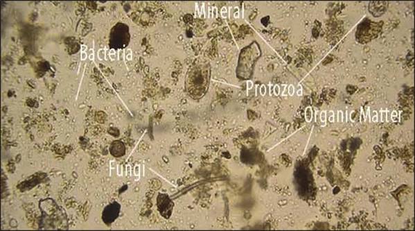 Análisis de microbiología de suelo